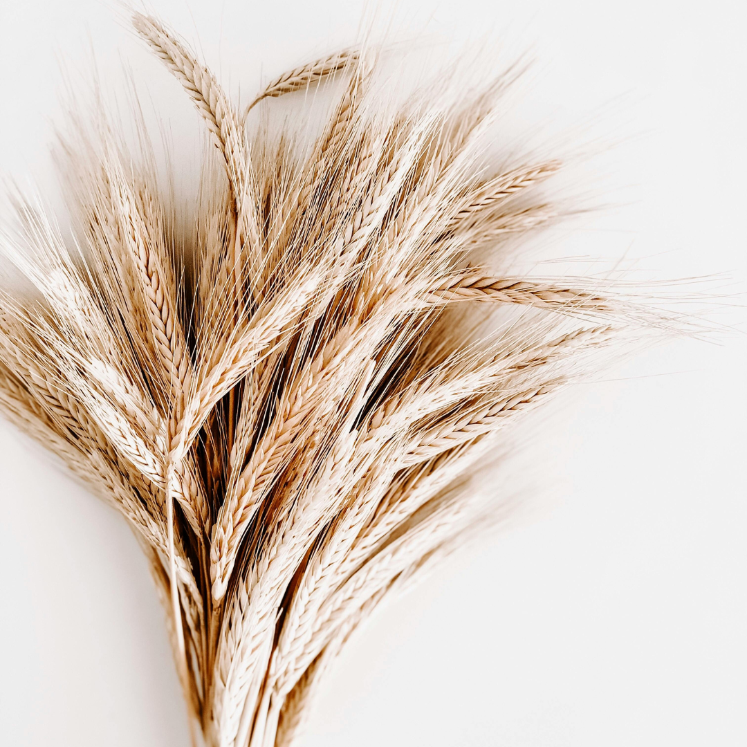 Close-up of dried wheat stalks