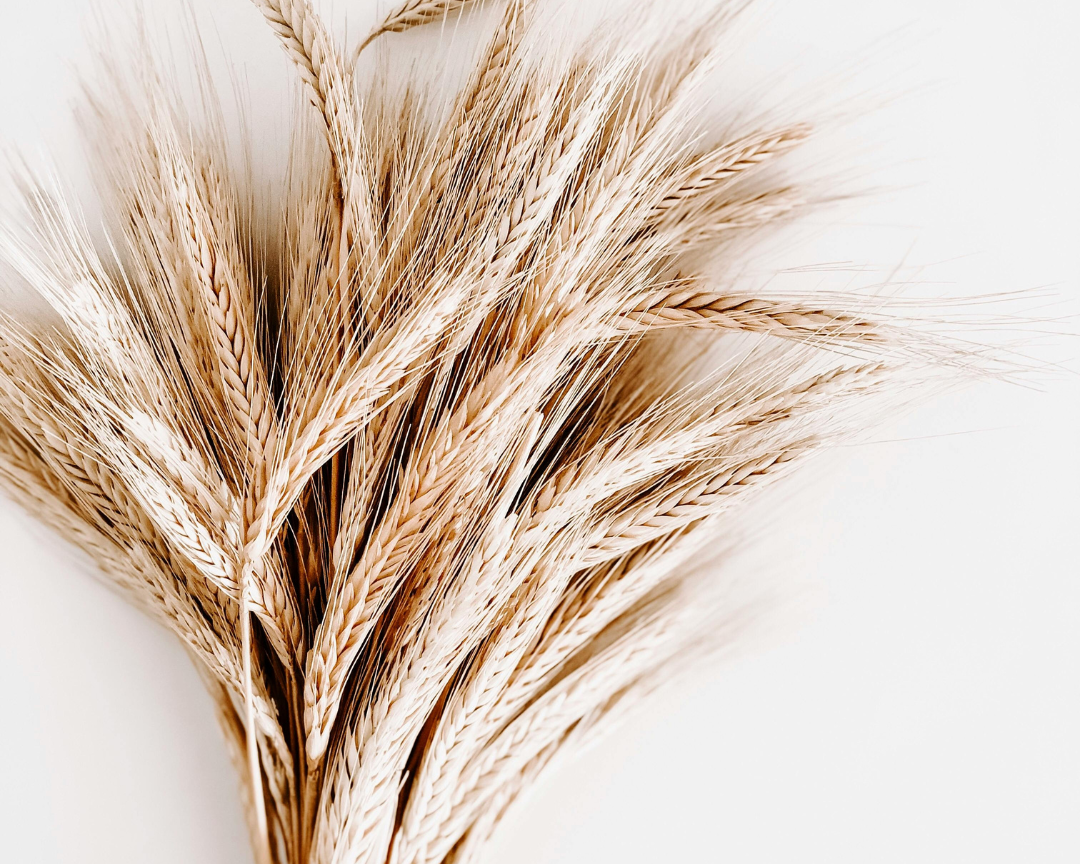 Close-up of dried wheat stalks