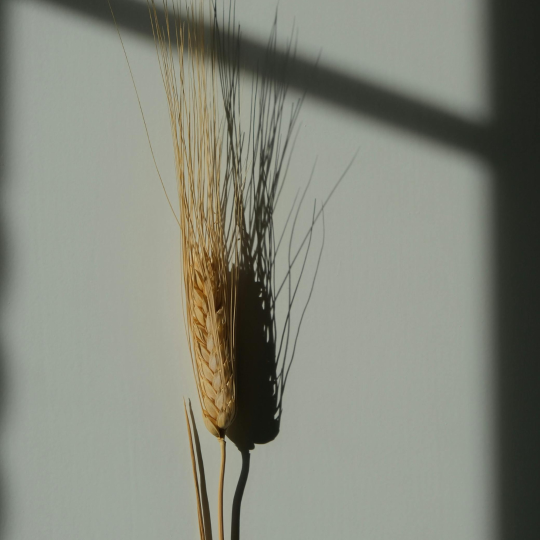 The Ultimate Guide to Fibre