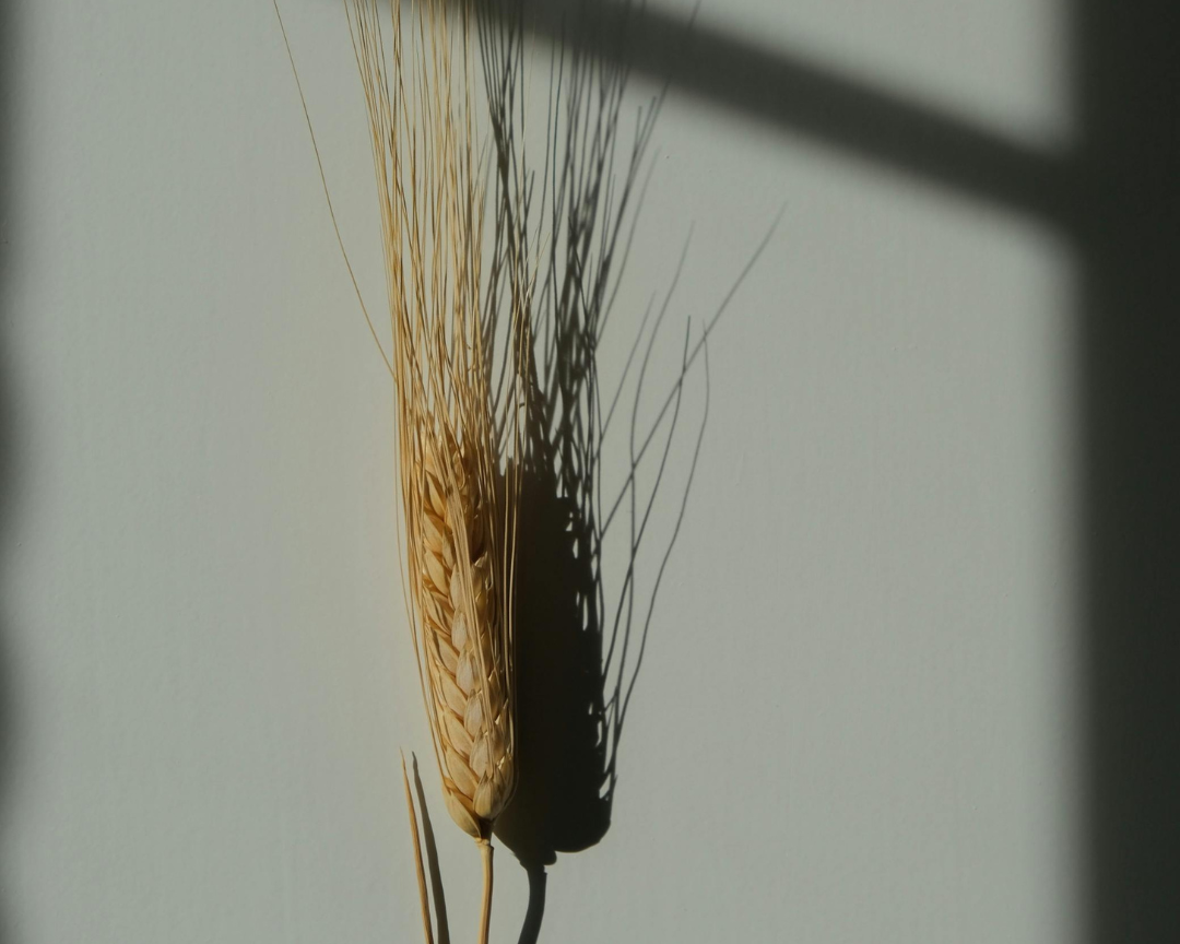 The Ultimate Guide to Fibre