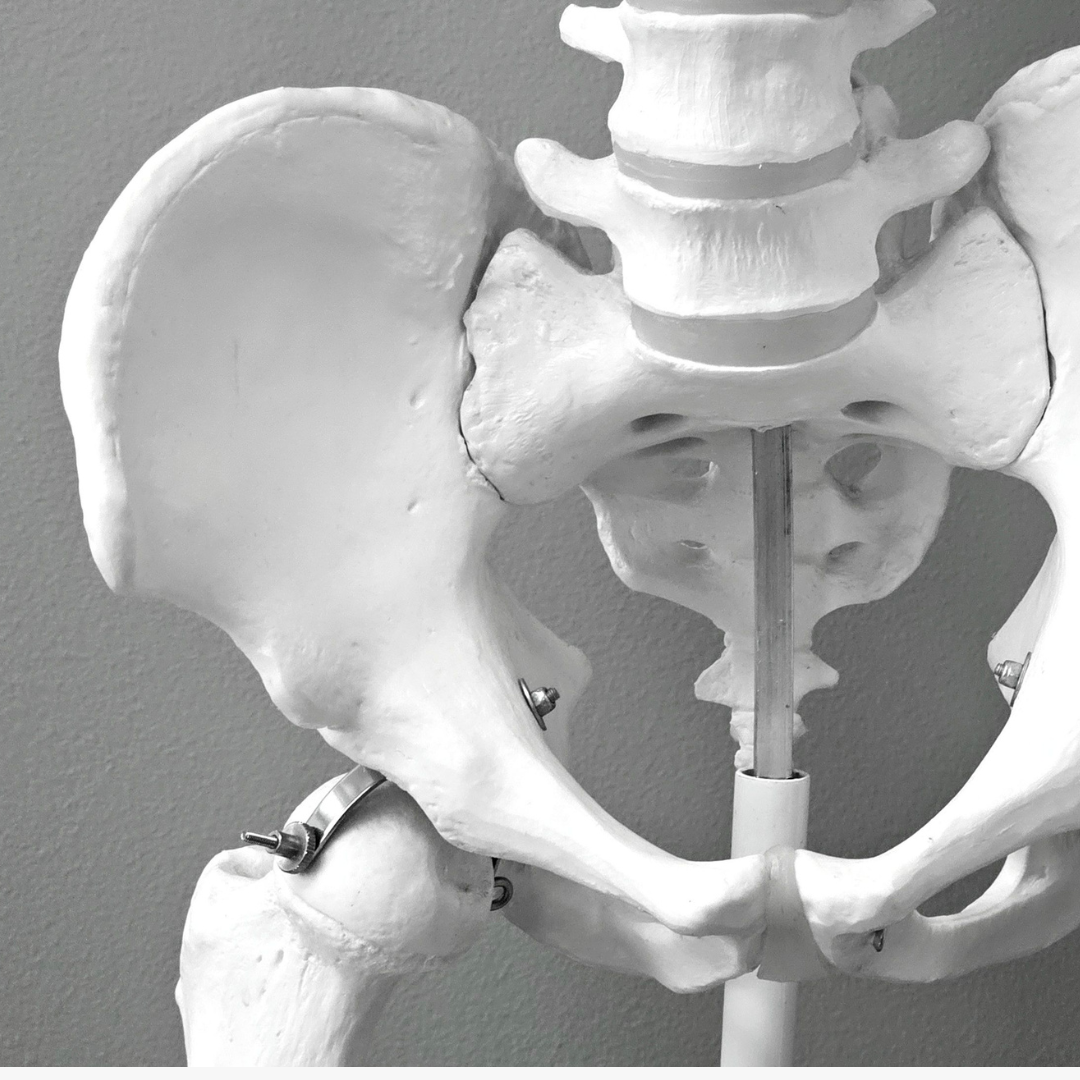 Gut Microbiome and Bone Health: What's the Link?