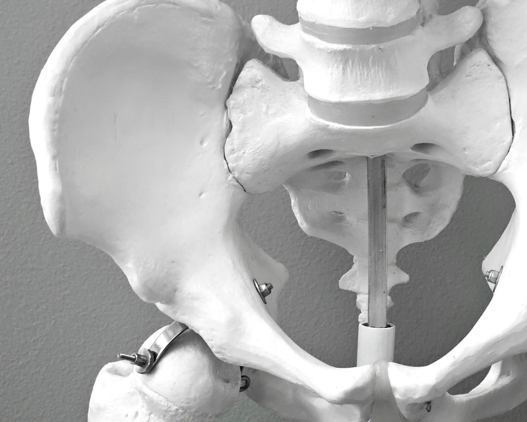 Gut Microbiome and Bone Health: What's the Link?