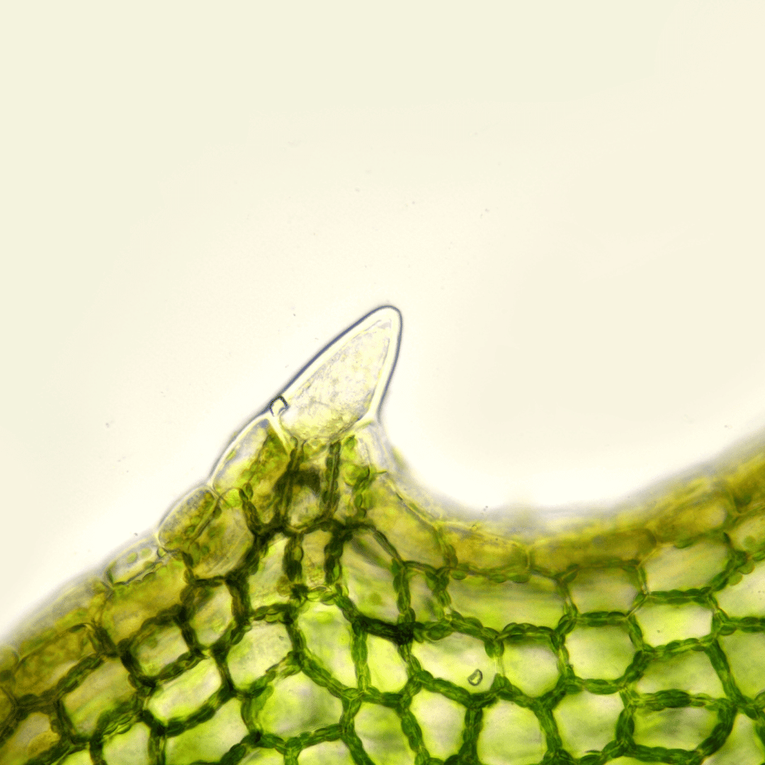 The Ultimate Guide to Gut Health: What It Is, Why It Matters, and How to Support It