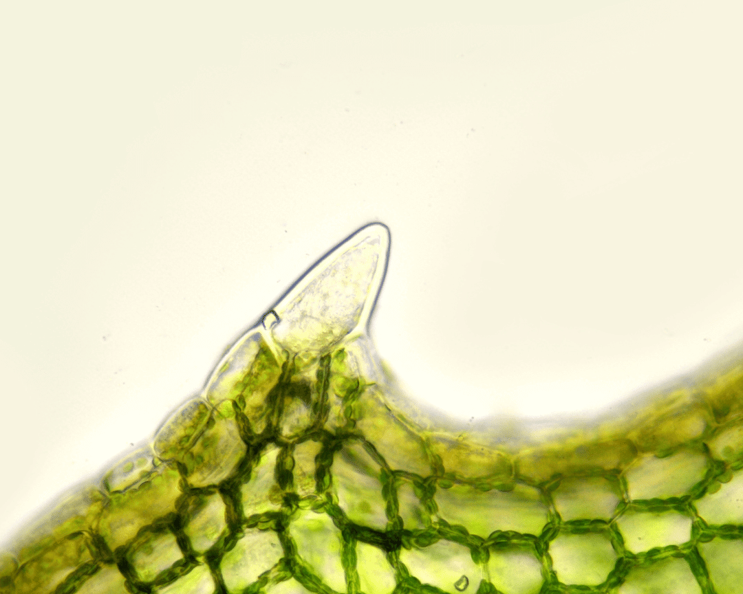 The Ultimate Guide to Gut Health: What It Is, Why It Matters, and How to Support It